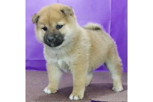 成約済の愛知県の柴犬-372904の4枚目